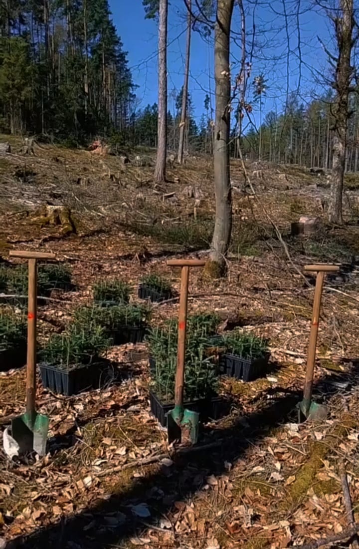 Forst- und Baumarbeiten auf einem Grundstück