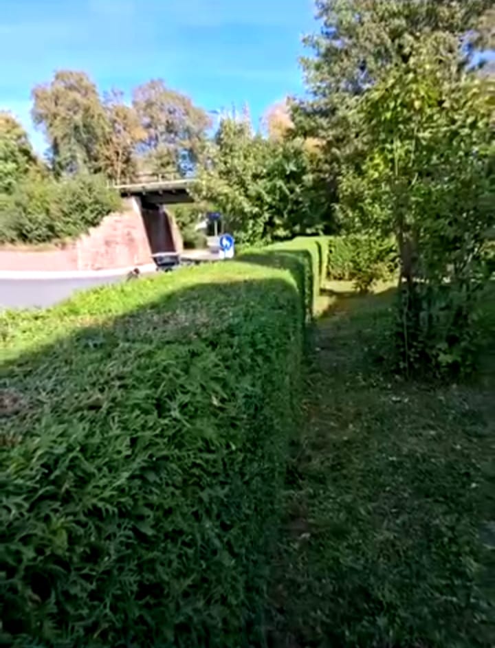 Professionell geschnittene Gartenhecke