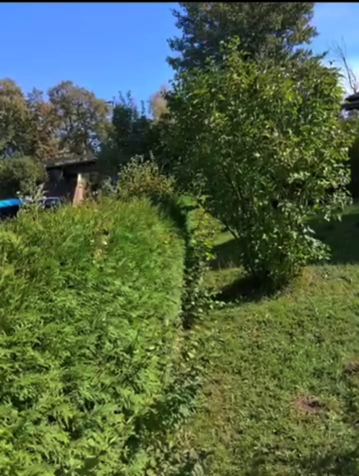 Dicht gewachsene Gartenhecke vor dem Heckenschnitt in Buchen