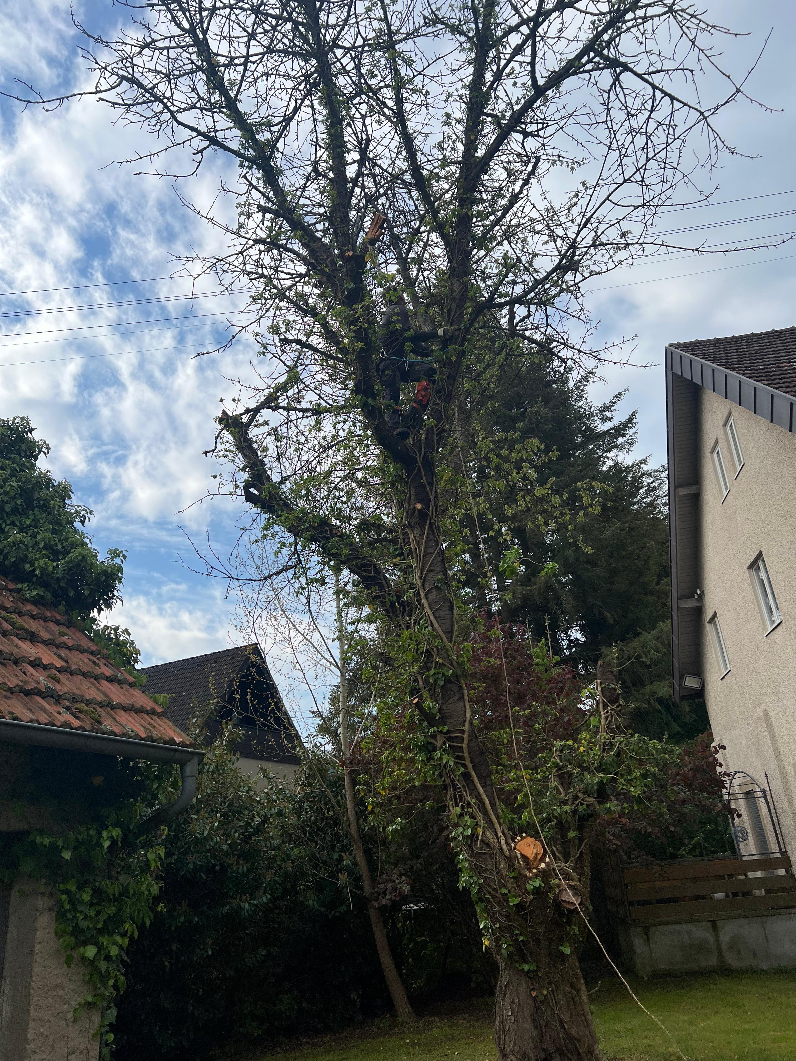 Baumrückschnitt durch Watan Gartenservice auf einem Grundstück in Hardheim