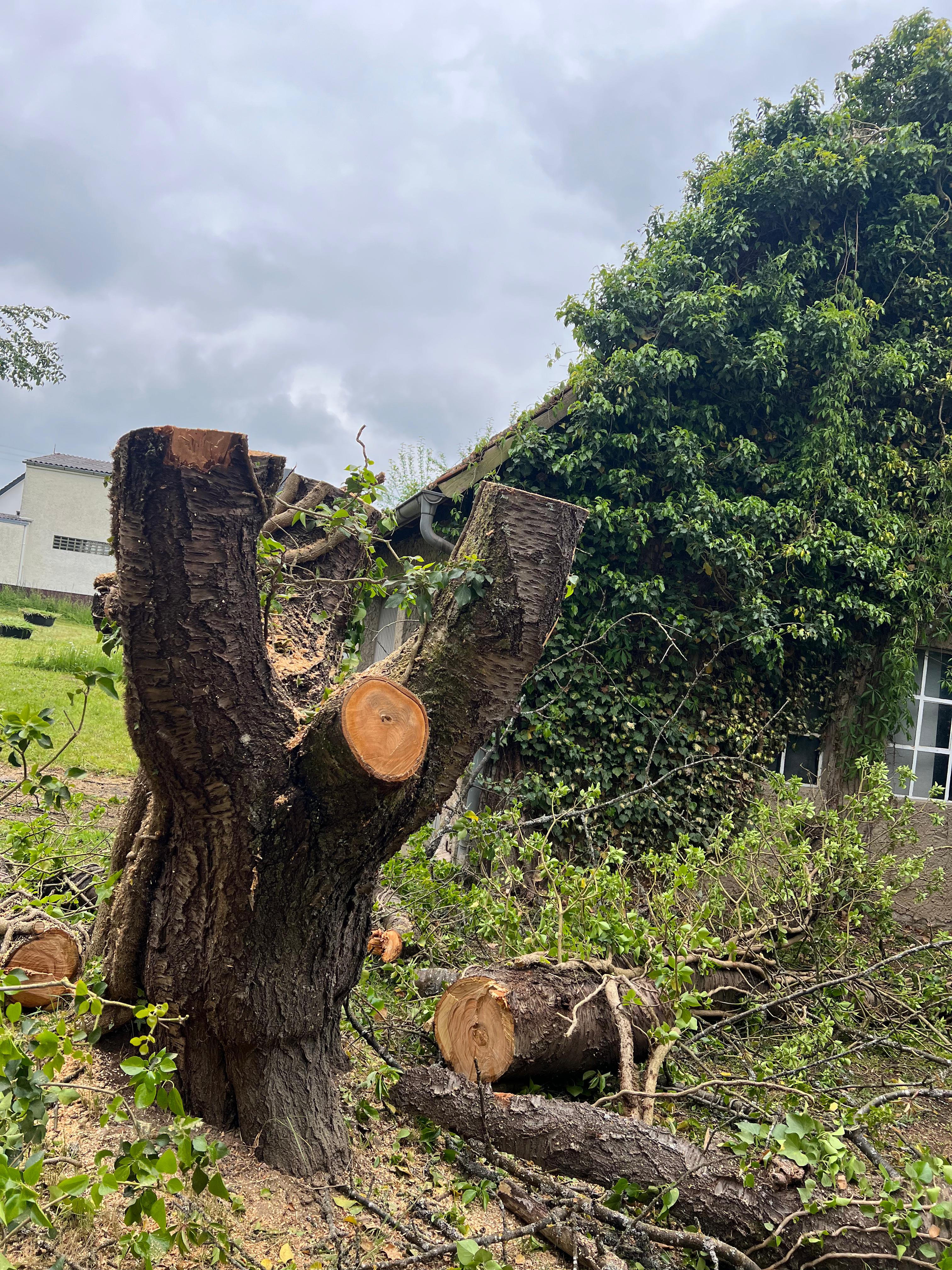 Baum- und Forstarbeiten auf einem Grundstück